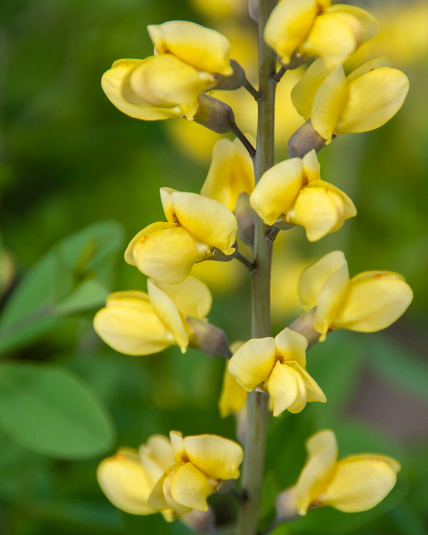 Baptisia 'Lemon Meringue'