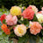 Begonia collections