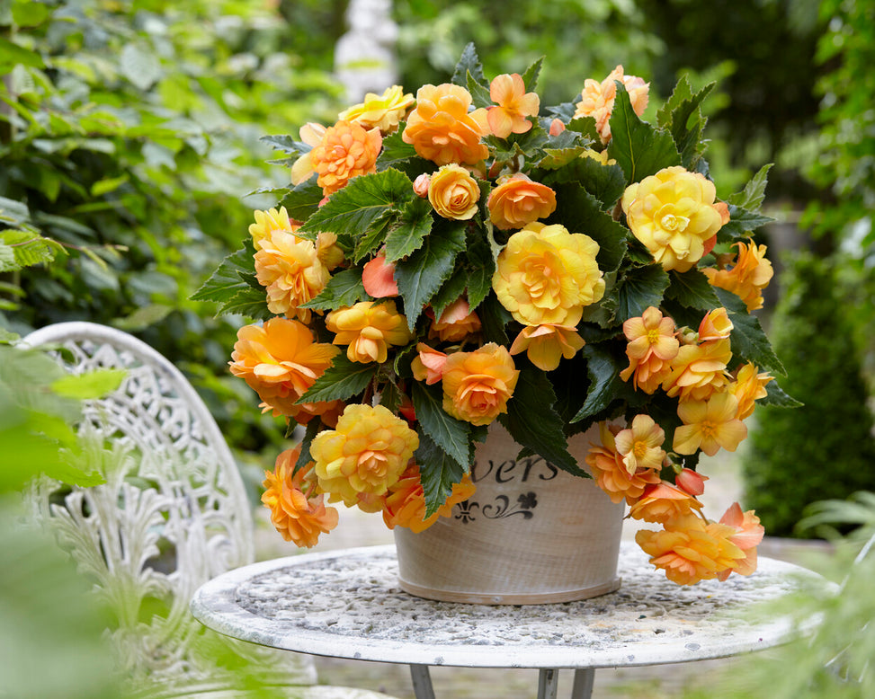 Begonia 'Illumination Apricot'