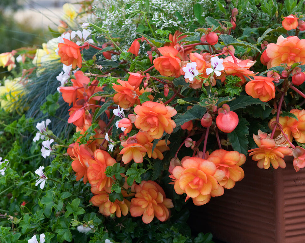 Begonia 'Illumination Apricot'