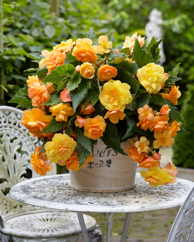 Begonia 'Illumination Apricot'