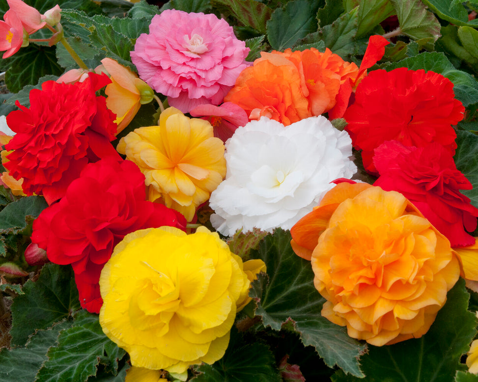 Begonia 'Non-Stop Mixed'