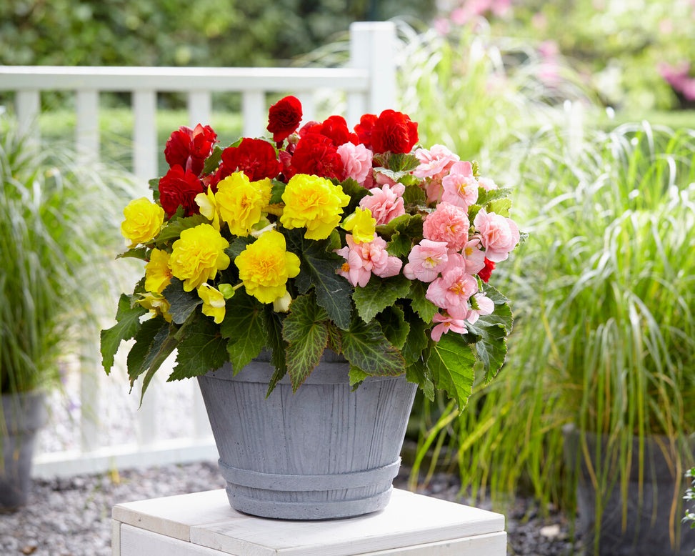 Begonia 'Non-Stop Mixed'
