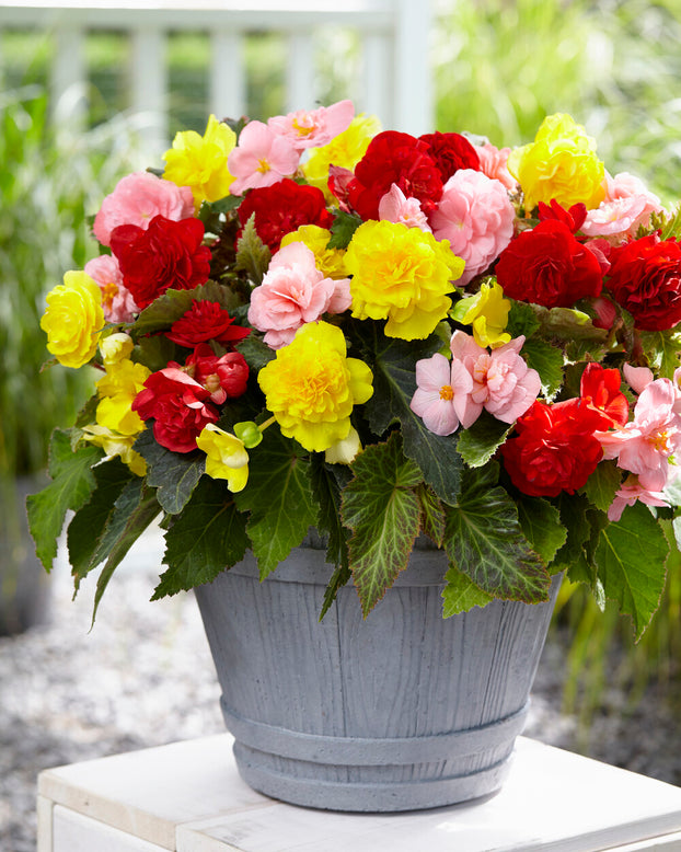 Begonia 'Non-Stop Mixed'