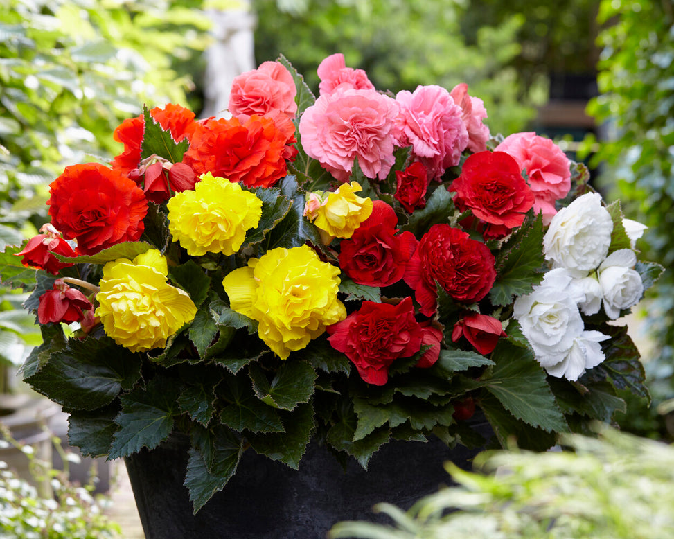 Begonia 'Non-Stop Mixed'