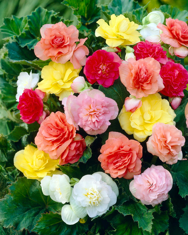 Begonia 'Non-Stop Mixed'