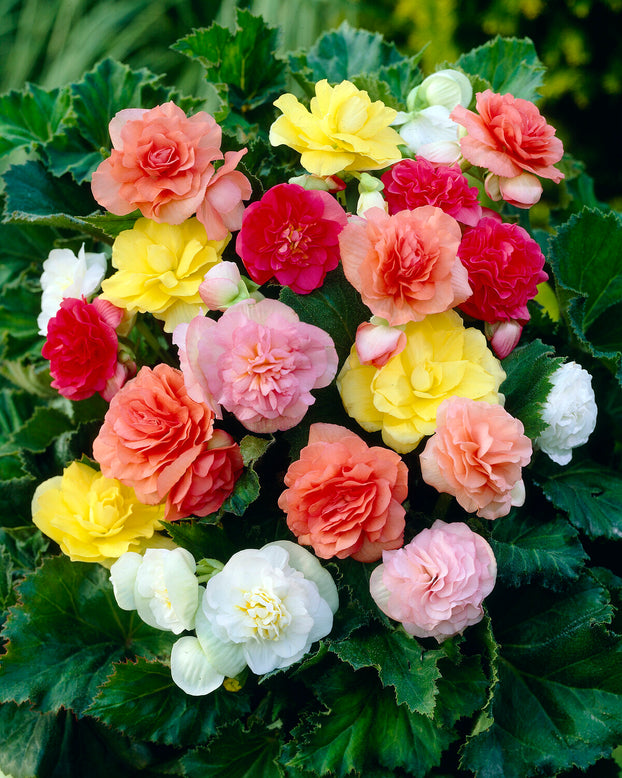 Begonia 'Non-Stop Mixed'
