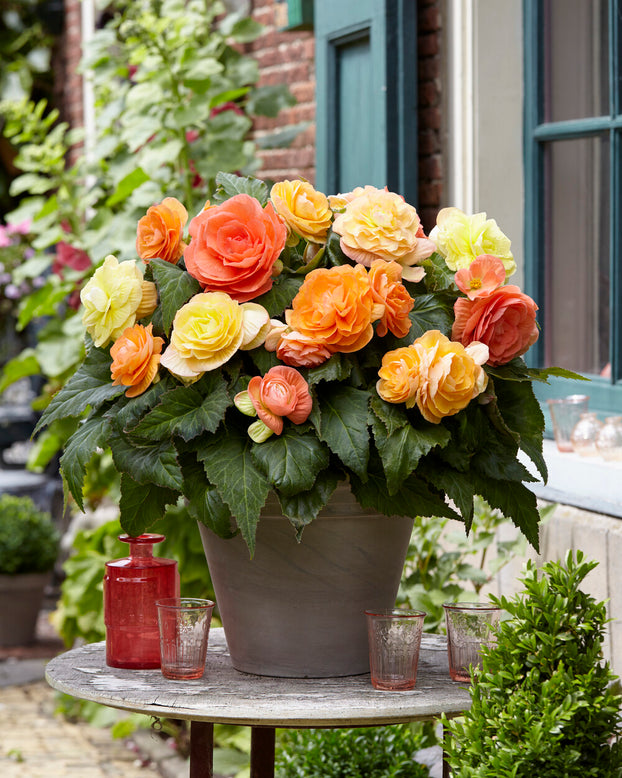 Begonia 'Pastel Compacta'