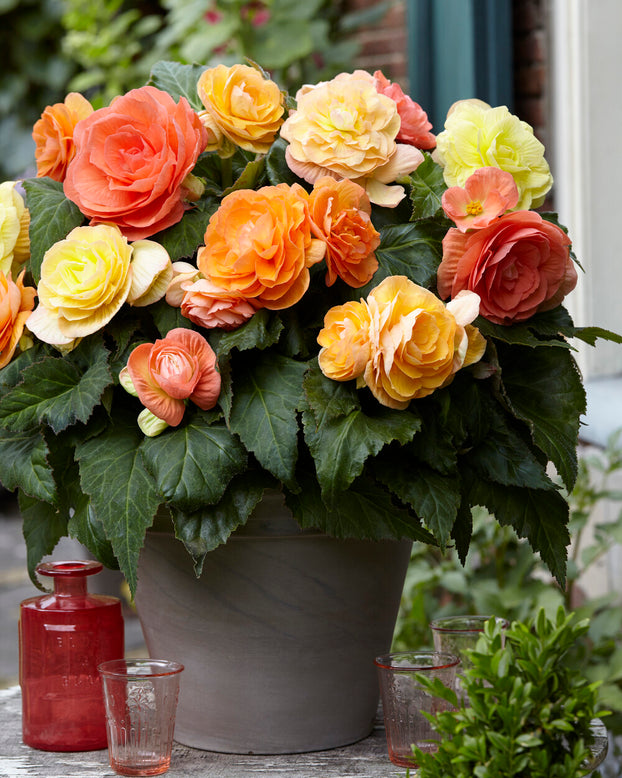 Begonia 'Pastel Compacta'