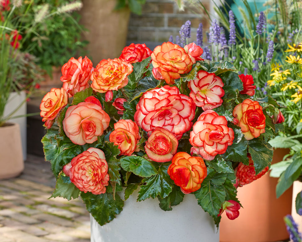 Begonia 'Wummi Maskerade'