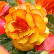 Begonias