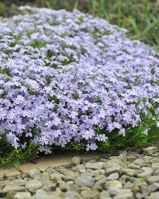 Phlox 'Ground Blue'