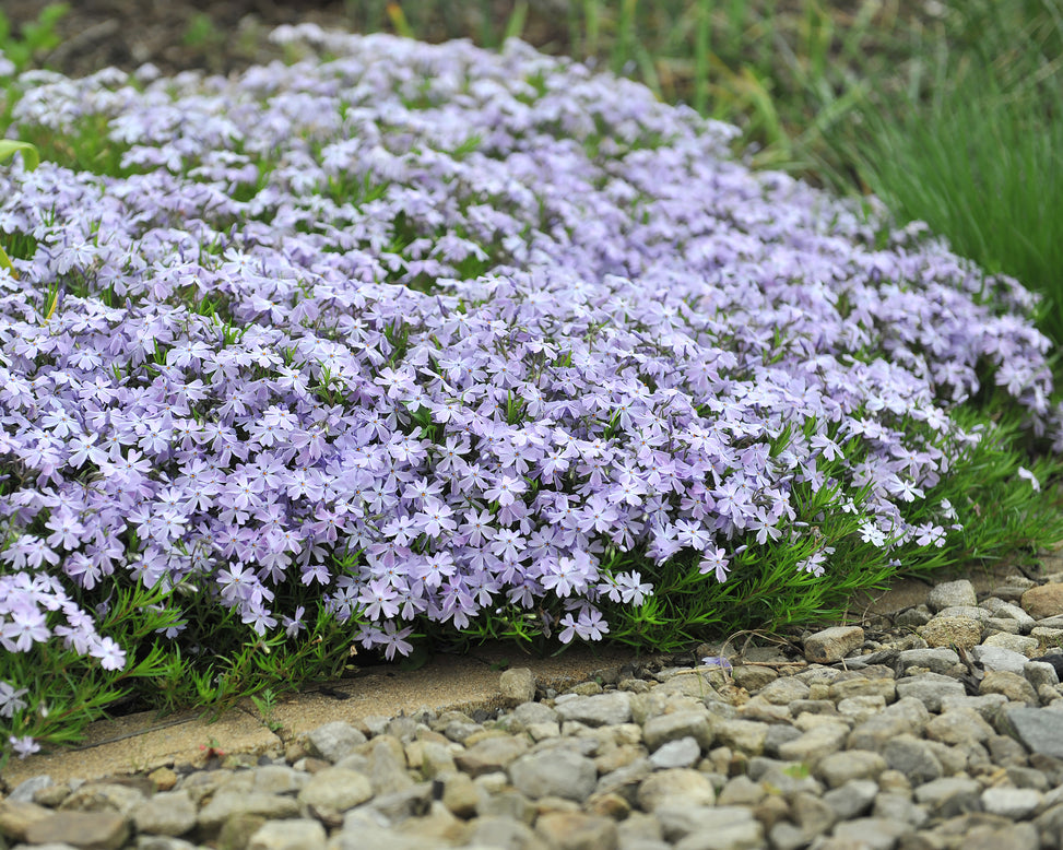 Phlox 'Ground Blue'