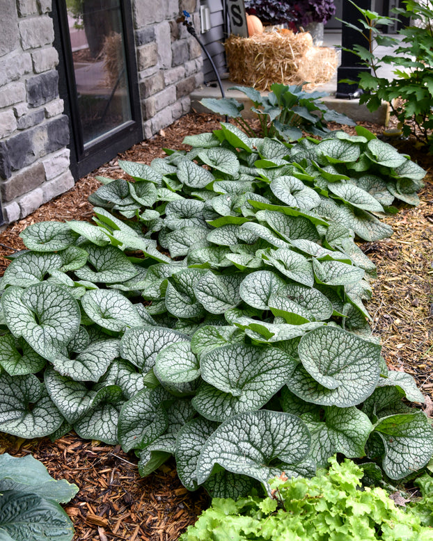 Brunnera 'Jack of Diamonds'