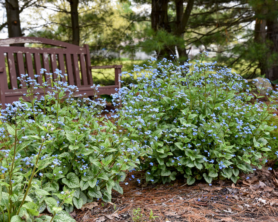 Brunnera 'Jack of Diamonds'