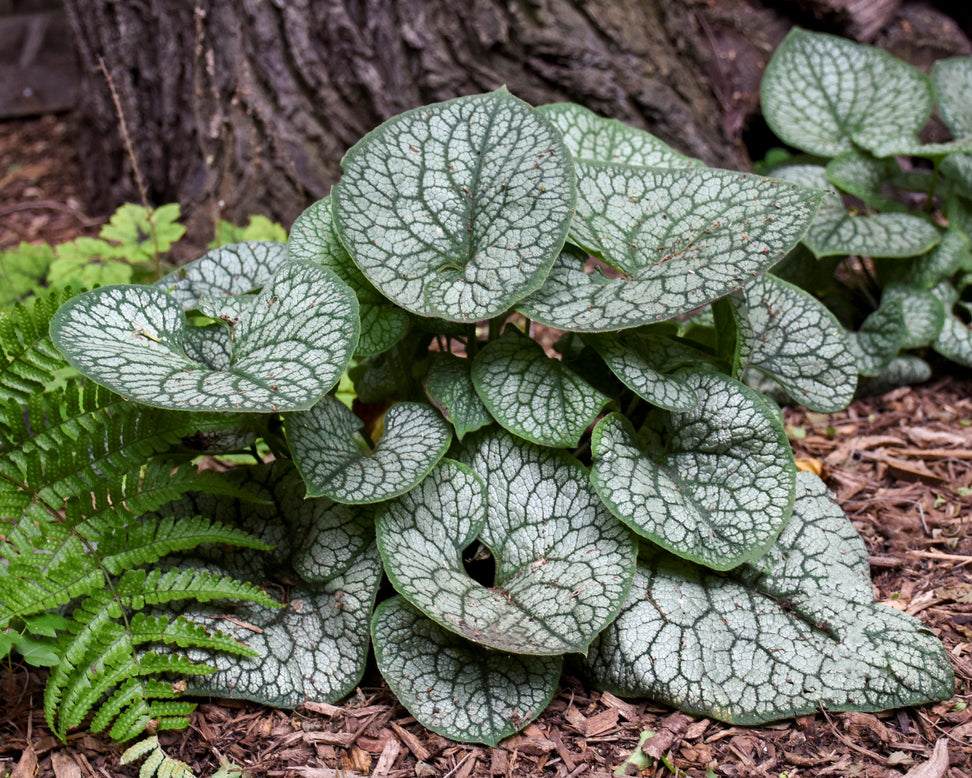 Brunnera 'Jack of Diamonds'