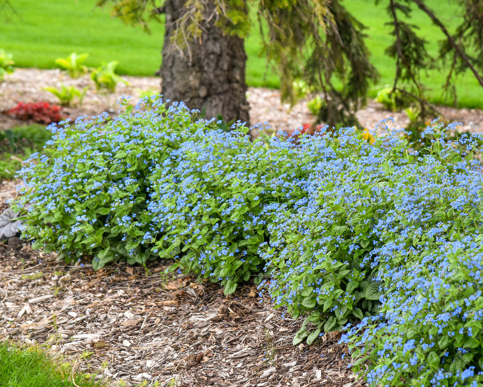Brunnera 'Jack of Diamonds'