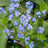 Brunnera
