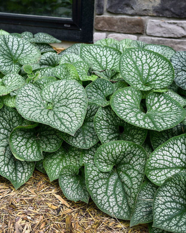 Brunnera 'Jack of Diamonds'
