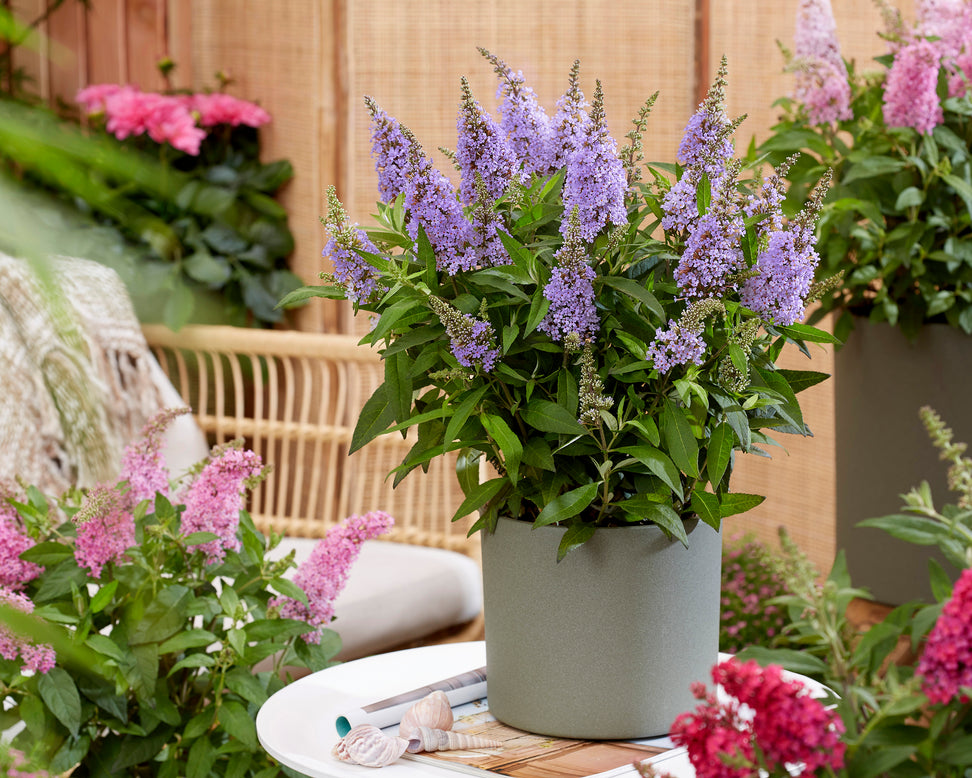 Buddleja 'Little Lila'