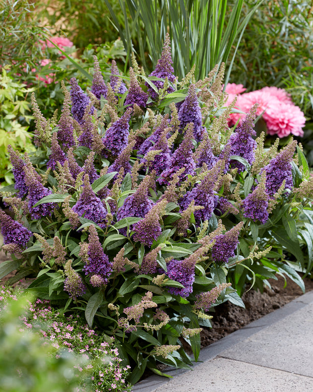 Buddleja 'Little Lila'