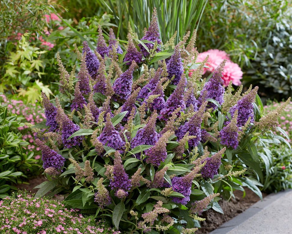 Buddleja 'Little Lila'