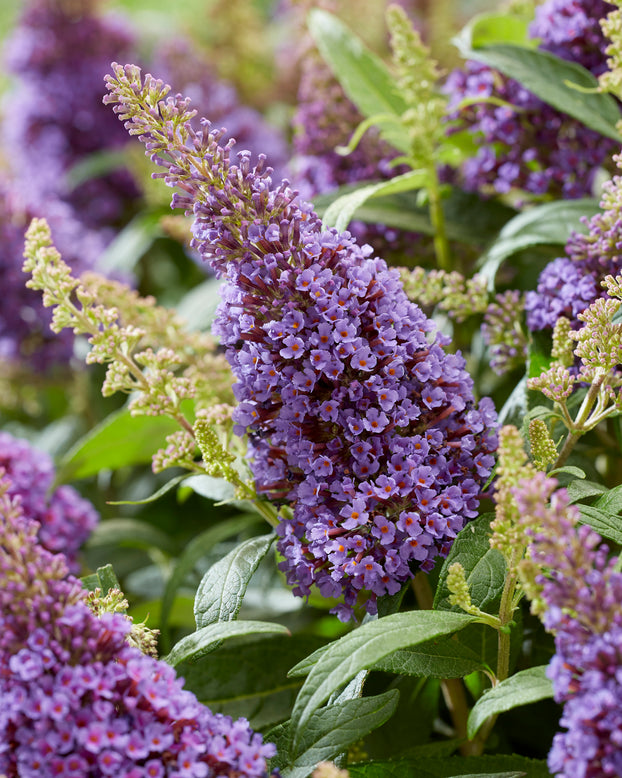 Buddleja 'Little Lila'
