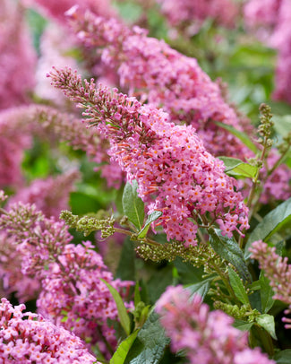Buddleja 'Little Pink' Buddleja 'Little Pink'