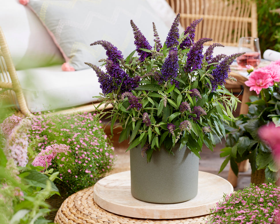 Buddleja 'Little Purple'