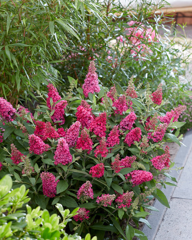 Buddleja 'Little Ruby'