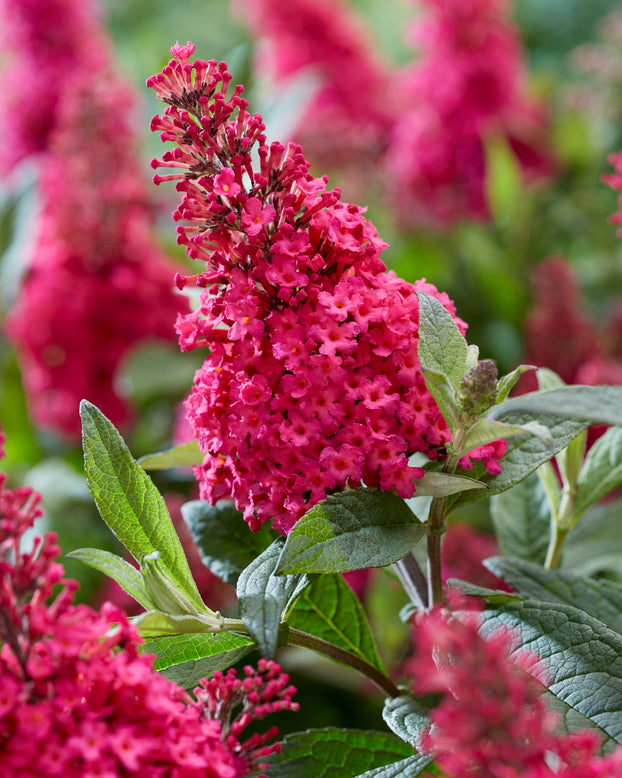 Buddleja 'Little Ruby'