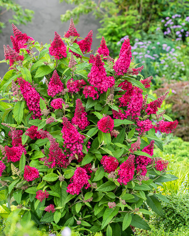 Buddleja 'Little Ruby'
