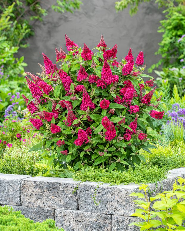 Buddleja 'Little Ruby'