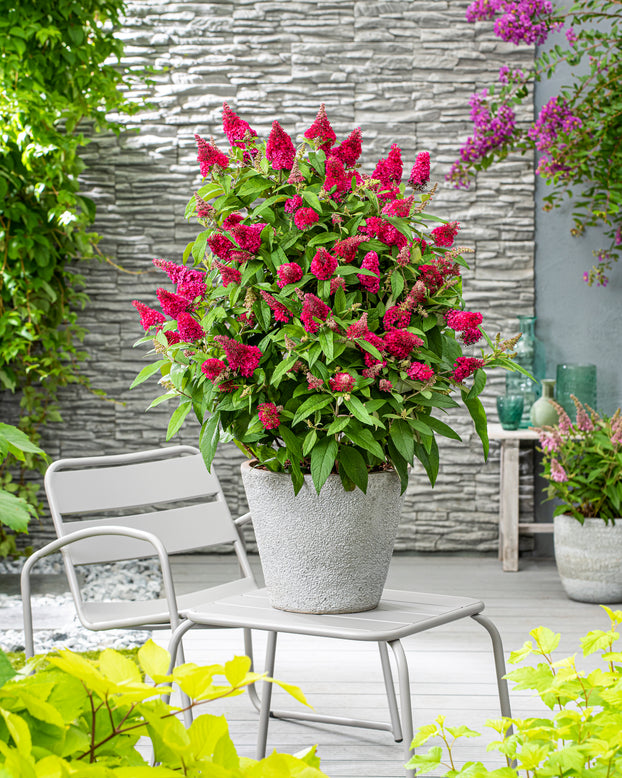 Buddleja 'Little Ruby'