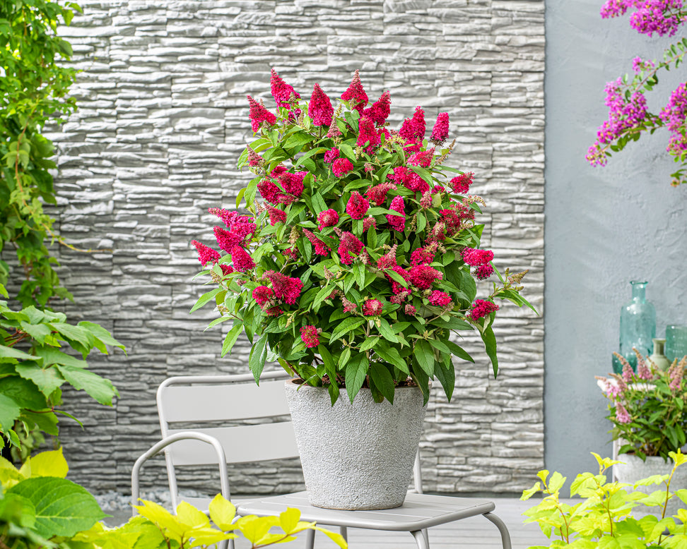 Buddleja 'Little Ruby'