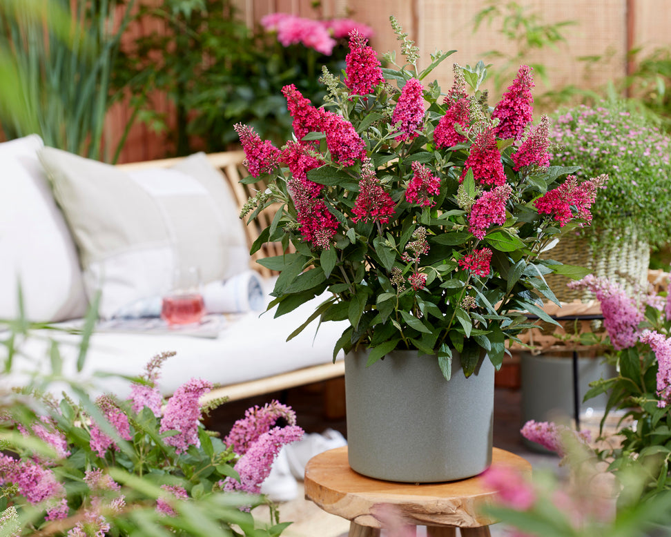 Buddleja 'Little Ruby'
