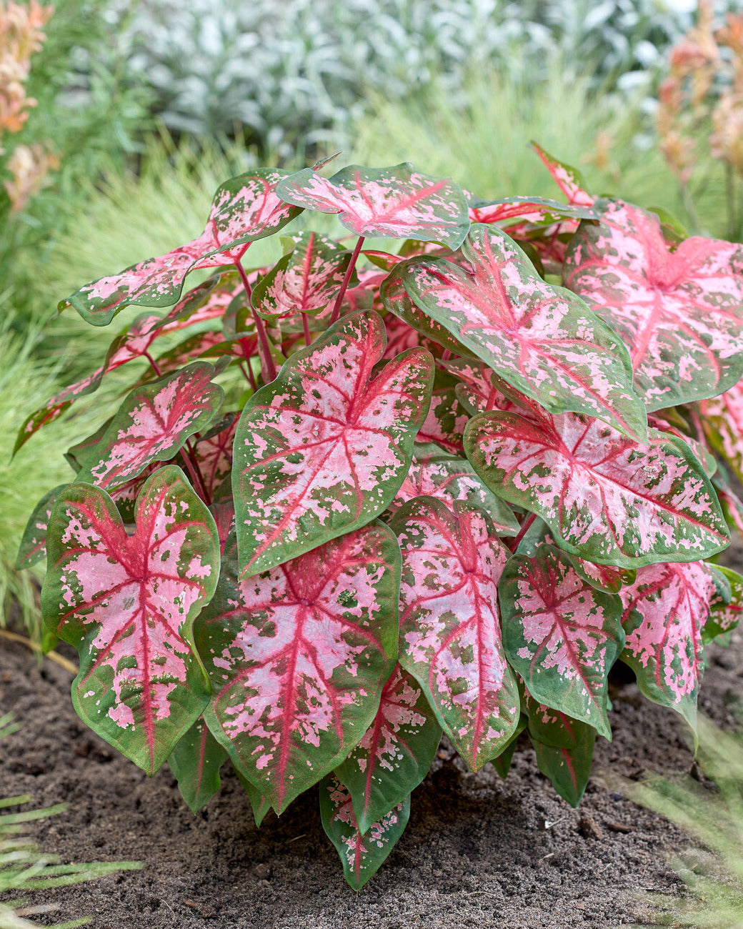 Caladium Carolyn Whorton