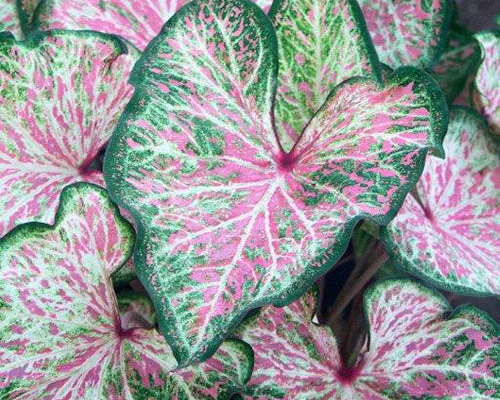 Caladium 'Dot's Delight'