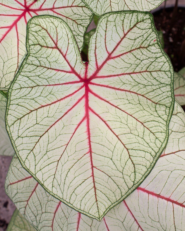Caladium 'Fantasy'