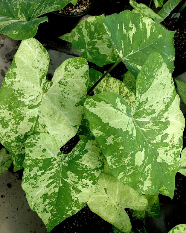 Caladium 'Frog in a Blender'