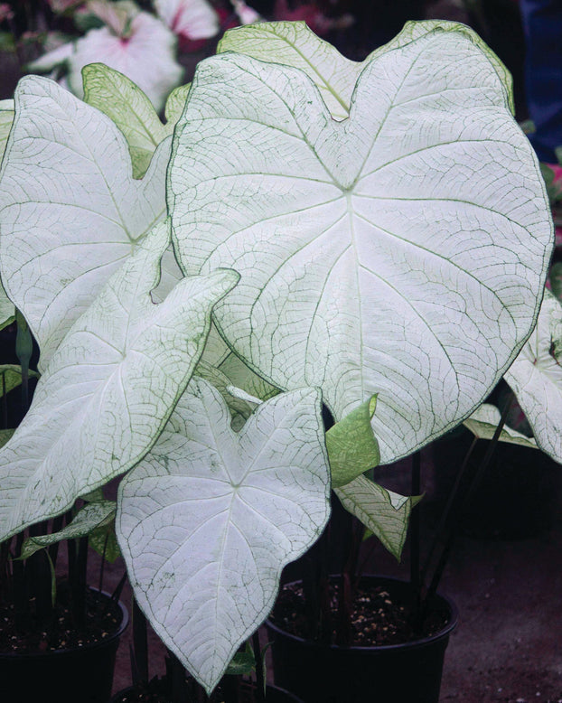 Caladium 'Garden White'