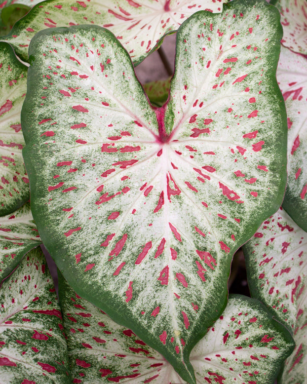 Caladium 'Gingerland'