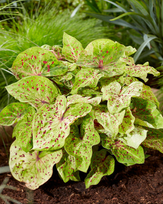 Caladium 'Miss Muffet' Caladium 'Miss Muffet'