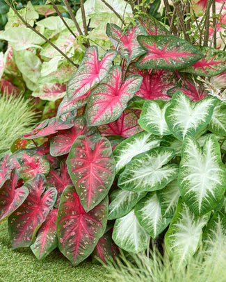 Caladium 'Fancy Mix' Caladium 'Fancy Mix'