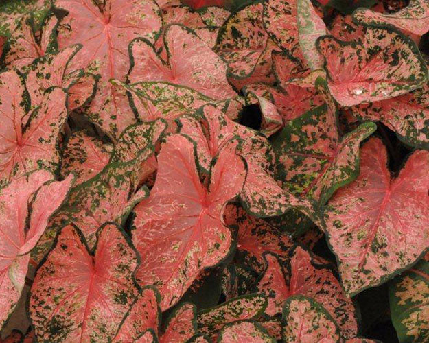 Caladium 'Pink Beauty'