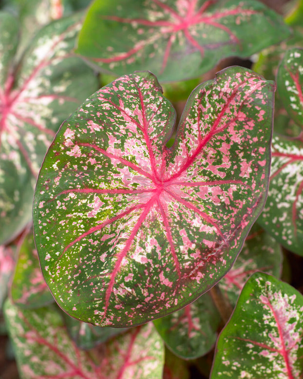 Caladium 'Pink Beauty'