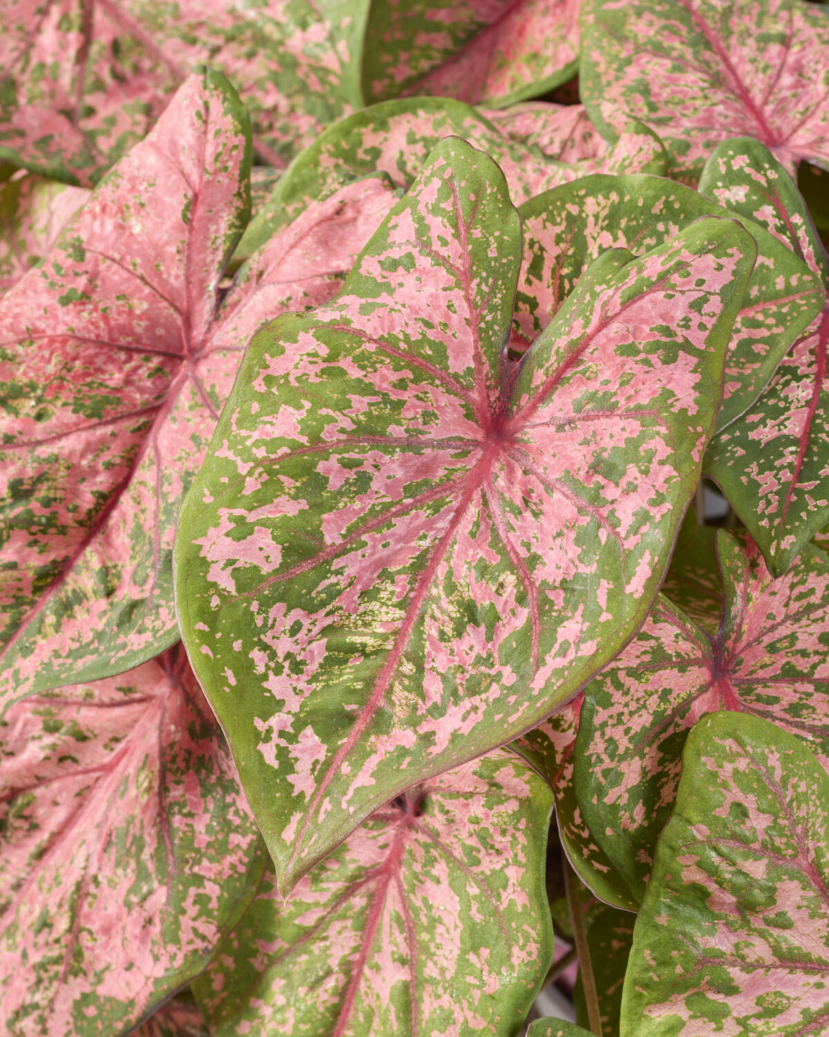 Caladium Pink Beauty