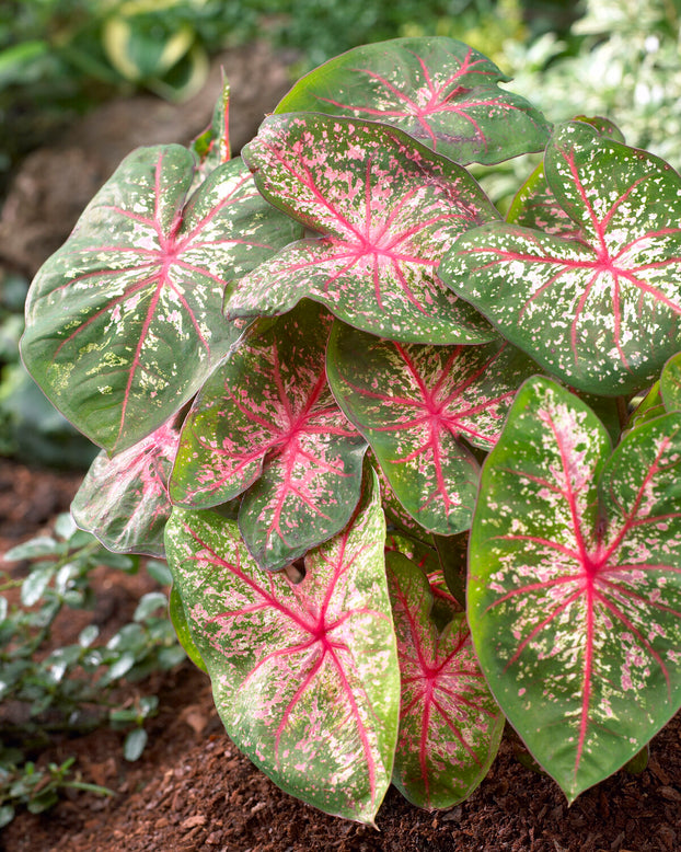 Caladium 'Pink Beauty'