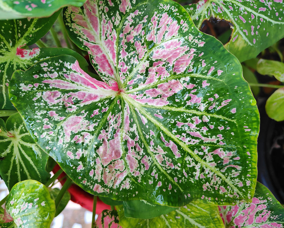 Caladium 'Pink Cloud'