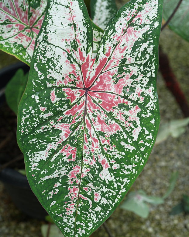 Caladium 'Pink Cloud'